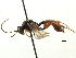  ( - CNCHYM 06048)  @11 [ ] CreativeCommons - Attribution (2011) CNC/CBG Photography Group Centre for Biodiversity Genomics