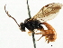  ( - CNCHYM 06052)  @11 [ ] CreativeCommons - Attribution (2011) CNC/CBG Photography Group Centre for Biodiversity Genomics
