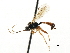  (Tryphon remplei - CNCHYM 06056)  @11 [ ] CreativeCommons - Attribution (2011) CNC/CBG Photography Group Centre for Biodiversity Genomics
