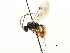  ( - CNCHYM 06060)  @11 [ ] CreativeCommons - Attribution (2011) CNC/CBG Photography Group Centre for Biodiversity Genomics