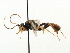  ( - CNCHYM 06061)  @11 [ ] CreativeCommons - Attribution (2011) CNC/CBG Photography Group Centre for Biodiversity Genomics