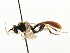  ( - CNCHYM 06062)  @11 [ ] CreativeCommons - Attribution (2011) CNC/CBG Photography Group Centre for Biodiversity Genomics