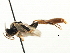  (Tryphon rutilator - CNCHYM 06063)  @12 [ ] CreativeCommons - Attribution (2011) CNC/CBG Photography Group Centre for Biodiversity Genomics