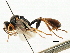  ( - CNCHYM 06064)  @11 [ ] CreativeCommons - Attribution (2011) CNC/CBG Photography Group Centre for Biodiversity Genomics