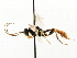  ( - CNCHYM 06065)  @11 [ ] CreativeCommons - Attribution (2011) CNC/CBG Photography Group Centre for Biodiversity Genomics