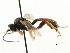  (Tryphon subsulcatus - CNCHYM 06078)  @14 [ ] CreativeCommons - Attribution (2011) CNC/CBG Photography Group Centre for Biodiversity Genomics