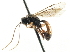  ( - CNCHYM 06079)  @11 [ ] CreativeCommons - Attribution (2011) CNC/CBG Photography Group Centre for Biodiversity Genomics