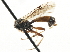  ( - CNCHYM 06080)  @11 [ ] CreativeCommons - Attribution (2011) CNC/CBG Photography Group Centre for Biodiversity Genomics