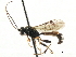  ( - CNCHYM 06081)  @11 [ ] CreativeCommons - Attribution (2011) CNC/CBG Photography Group Centre for Biodiversity Genomics
