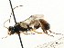  ( - CNCHYM 06084)  @11 [ ] CreativeCommons - Attribution (2011) CNC/CBG Photography Group Centre for Biodiversity Genomics