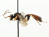  ( - CNCHYM 06085)  @11 [ ] CreativeCommons - Attribution (2011) CNC/CBG Photography Group Centre for Biodiversity Genomics