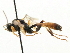  (Tryphon trochanteratus - CNCHYM 06088)  @11 [ ] CreativeCommons - Attribution (2011) CNC/CBG Photography Group Centre for Biodiversity Genomics