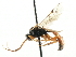  ( - CNCHYM 06092)  @11 [ ] CreativeCommons - Attribution (2011) CNC/CBG Photography Group Centre for Biodiversity Genomics