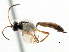  ( - CNCHYM 06104)  @12 [ ] CreativeCommons - Attribution (2011) CNC/CBG Photography Group Centre for Biodiversity Genomics