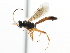  ( - CNCHYM 06105)  @13 [ ] CreativeCommons - Attribution (2011) CNC/CBG Photography Group Centre for Biodiversity Genomics