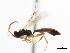  ( - CNCHYM 06107)  @13 [ ] CreativeCommons - Attribution (2011) CNC/CBG Photography Group Centre for Biodiversity Genomics