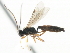  ( - CNCHYM 06108)  @12 [ ] CreativeCommons - Attribution (2011) CNC/CBG Photography Group Centre for Biodiversity Genomics