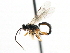  (Dirophanes gaspesianus - CNCHYM 06126)  @13 [ ] CreativeCommons - Attribution (2011) CNC/CBG Photography Group Centre for Biodiversity Genomics