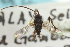  ( - CNCHYM 00002)  @11 [ ] CreativeCommons - Attribution (2011) CNC/CBG Photography Group Centre for Biodiversity Genomics
