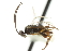  ( - CNCHYM 00039)  @11 [ ] CreativeCommons - Attribution (2011) CNC/CBG Photography Group Centre for Biodiversity Genomics