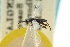  ( - CNCHYM 00072)  @11 [ ] CreativeCommons - Attribution (2011) CNC/CBG Photography Group Centre for Biodiversity Genomics