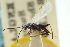  ( - CNCHYM 00073)  @11 [ ] CreativeCommons - Attribution (2011) CNC/CBG Photography Group Centre for Biodiversity Genomics