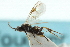  ( - CNCHYM 00074)  @14 [ ] CreativeCommons - Attribution (2011) CNC/CBG Photography Group Centre for Biodiversity Genomics