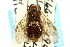  ( - CNCHYM 02405)  @13 [ ] CreativeCommons - Attribution (2011) CNC/CBG Photography Group Centre for Biodiversity Genomics