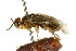  ( - CNCHYM 02407)  @12 [ ] CreativeCommons - Attribution (2011) CNC/CBG Photography Group Centre for Biodiversity Genomics