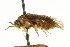  ( - CNCHYM 02417)  @11 [ ] CreativeCommons - Attribution (2011) CNC/CBG Photography Group Centre for Biodiversity Genomics