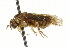  ( - CNCHYM 02418)  @11 [ ] CreativeCommons - Attribution (2011) CNC/CBG Photography Group Centre for Biodiversity Genomics