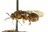  ( - CNCHYM 02419)  @11 [ ] CreativeCommons - Attribution (2011) CNC/CBG Photography Group Centre for Biodiversity Genomics