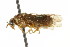  ( - CNCHYM 02420)  @11 [ ] CreativeCommons - Attribution (2011) CNC/CBG Photography Group Centre for Biodiversity Genomics