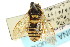  ( - CNCHYM 02421)  @11 [ ] CreativeCommons - Attribution (2011) CNC/CBG Photography Group Centre for Biodiversity Genomics