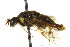  ( - CNCHYM 02422)  @11 [ ] CreativeCommons - Attribution (2011) CNC/CBG Photography Group Centre for Biodiversity Genomics