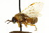  ( - CNCHYM 02423)  @13 [ ] CreativeCommons - Attribution (2011) CNC/CBG Photography Group Centre for Biodiversity Genomics