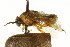  ( - CNCHYM 02424)  @14 [ ] CreativeCommons - Attribution (2011) CNC/CBG Photography Group Centre for Biodiversity Genomics