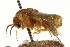  ( - CNCHYM 02425)  @14 [ ] CreativeCommons - Attribution (2011) CNC/CBG Photography Group Centre for Biodiversity Genomics