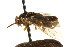  (Neodiprion swainei - CNCHYM 02427)  @11 [ ] CreativeCommons - Attribution (2011) CNC/CBG Photography Group Centre for Biodiversity Genomics