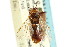  ( - CNCHYM 02428)  @11 [ ] CreativeCommons - Attribution (2011) CNC/CBG Photography Group Centre for Biodiversity Genomics
