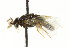  ( - CNCHYM 02429)  @11 [ ] CreativeCommons - Attribution (2011) CNC/CBG Photography Group Centre for Biodiversity Genomics