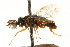  ( - CNCHYM 02430)  @11 [ ] CreativeCommons - Attribution (2011) CNC/CBG Photography Group Centre for Biodiversity Genomics