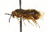  (Neodiprion abbotii - CNCHYM 02431)  @11 [ ] CreativeCommons - Attribution (2011) CNC/CBG Photography Group Centre for Biodiversity Genomics