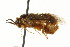  ( - CNCHYM 02432)  @11 [ ] CreativeCommons - Attribution (2011) CNC/CBG Photography Group Centre for Biodiversity Genomics