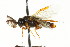  ( - CNCHYM 02433)  @11 [ ] CreativeCommons - Attribution (2011) CNC/CBG Photography Group Centre for Biodiversity Genomics