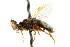  ( - CNCHYM 02434)  @11 [ ] CreativeCommons - Attribution (2011) CNC/CBG Photography Group Centre for Biodiversity Genomics