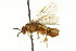 (Neodiprion pratti banksianae - CNCHYM 02440)  @11 [ ] CreativeCommons - Attribution (2011) CNC/CBG Photography Group Centre for Biodiversity Genomics