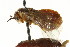  ( - CNCHYM 02441)  @11 [ ] CreativeCommons - Attribution (2011) CNC/CBG Photography Group Centre for Biodiversity Genomics