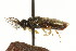  ( - CNCHYM 02442)  @11 [ ] CreativeCommons - Attribution (2011) CNC/CBG Photography Group Centre for Biodiversity Genomics