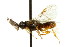  ( - CNCHYM 02443)  @11 [ ] CreativeCommons - Attribution (2011) CNC/CBG Photography Group Centre for Biodiversity Genomics